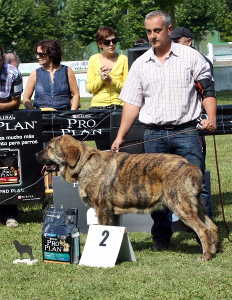 Tigrin 1 de los Zumbos: MB 2 - Puppy Class Males - Veguellina de Órbigo 23.07.2011
Keywords: 2011 zumbos