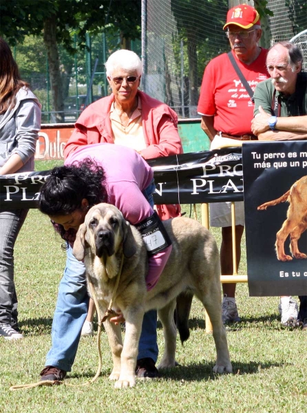 Yasira de Vega de Rio Miera: MB 2 - Puppy Class Females - Veguellina de Órbigo 23.07.2011
Keywords: 2011