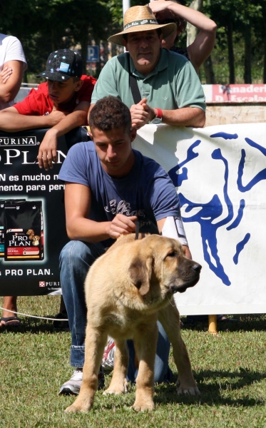 Brava de Reciecho: MB 3 - Puppy Class Females - Veguellina de Órbigo 23.07.2011
Keywords: 2011