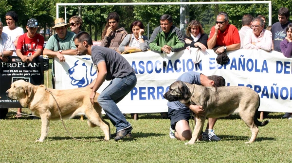 Puppy Class Females - Veguellina de Órbigo 23.07.2011
Keywords: 2011