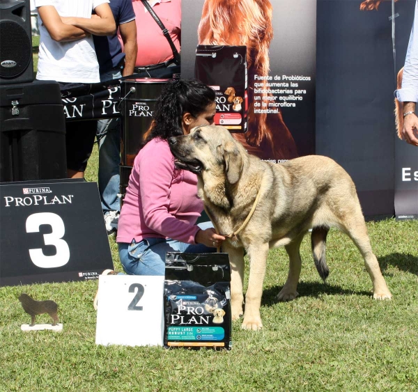 Yasira de Vega de Rio Miera: MB 2 - Puppy Class Females - Veguellina de Órbigo 23.07.2011
Keywords: 2011 riomiera