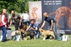 Filename=IMG_2821-ring-muy-cachorros-macho.jpg
Filesize=146KiB
Dimensions=1200x803
Date added=%439 %25, %2011 IMG_2821-ring-muy-cachorros-macho.jpg