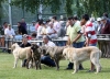 Filename=IMG_2854-cachorros-macho.jpg
Filesize=161KiB
Dimensions=1200x865
Date added=%439 %25, %2011 IMG_2854-cachorros-macho.jpg
