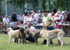 IMG_2854-cachorros-macho.jpg