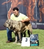 Filename=IMG_2860-ring-cachorros-macho.jpg
Filesize=157KiB
Dimensions=1082x1200
Date added=%439 %25, %2011 IMG_2860-ring-cachorros-macho.jpg