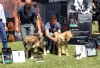 Filename=IMG_2881-ring-cachorros-hembra.jpg
Filesize=164KiB
Dimensions=1200x822
Date added=%439 %25, %2011 IMG_2881-ring-cachorros-hembra.jpg