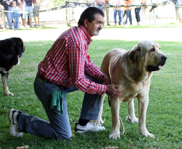 Bolivar de Galisancho: EXC 1 - Young Class Males - Veguellina de Órbigo 23.07.2011
Keywords: 2011 duelos