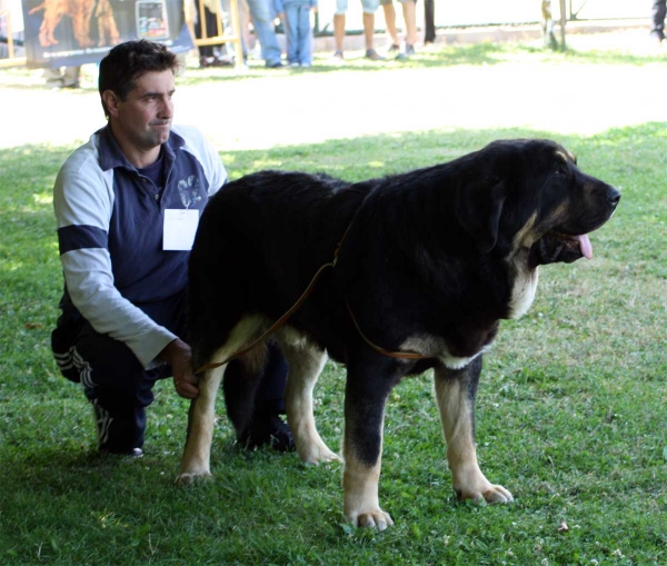 Perseo de Duelos y Quebrantes: EXC 2 - Young Class Males - Veguellina de Órbigo 23.07.2011
Keywords: 2011