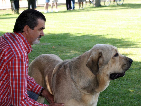 Bolivar de Galisancho: EXC 1 - Young Class Males - Veguellina de Órbigo 23.07.2011
Keywords: 2011 duelos