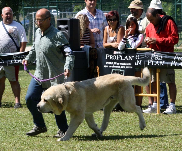 Sirio del Cerro de Viento: EXC 5 - Young Class Males - Veguellina de Órbigo 23.07.2011
Keywords: 2011 sabas