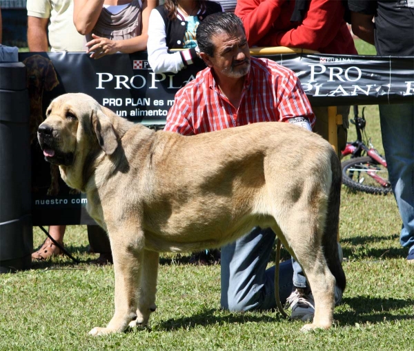 Bolivar de Galisancho: EXC 1 - Young Class Males - Veguellina de Órbigo 23.07.2011
Keywords: 2011 duelos