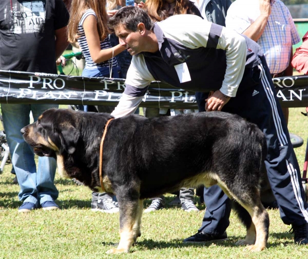 Perseo de Duelos y Quebrantes: EXC 2 - Young Class Males - Veguellina de Órbigo 23.07.2011
Keywords: 2011