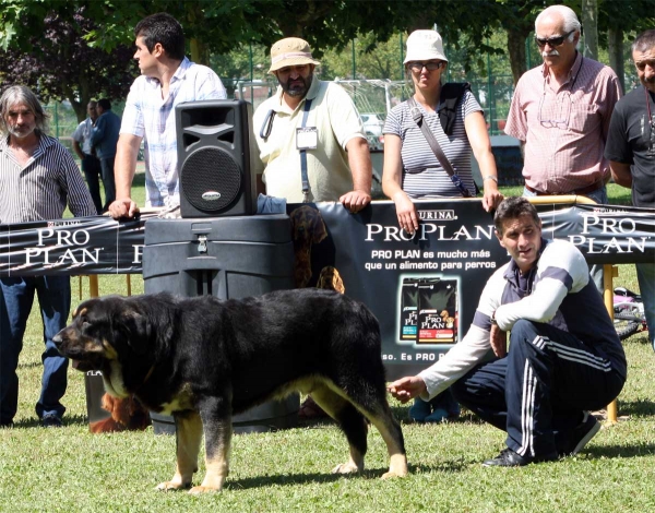 Perseo de Duelos y Quebrantes: EXC 2 - Young Class Males - Veguellina de Órbigo 23.07.2011
Keywords: 2011