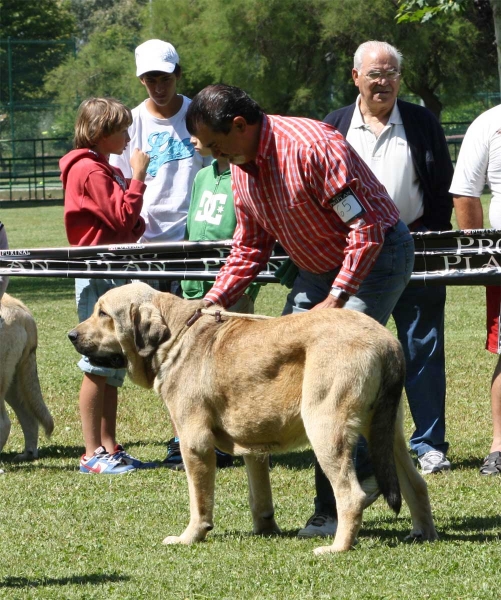 Bolivar de Galisancho: EXC 1 - Young Class Males - Veguellina de Órbigo 23.07.2011
Keywords: 2011 duelos