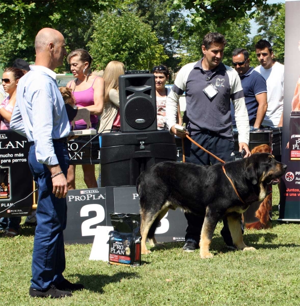 Perseo de Duelos y Quebrantos: EXC 2 - Ring Young Class Males - Veguellina de Órbigo 23.07.2011
Keywords: 2011