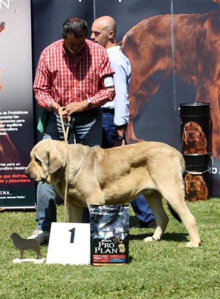 Bolivar de Galisancho: EXC 1 - Young Class Males - Veguellina de Órbigo 23.07.2011
Keywords: 2011 duelos