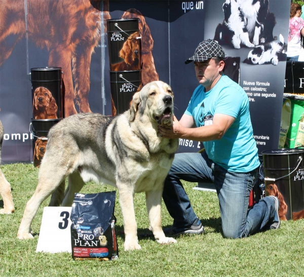 Molinero de Hazas de Cesto: EXC 3  - Young Class Males - Veguellina de Órbigo 23.07.2011
Keywords: 2011