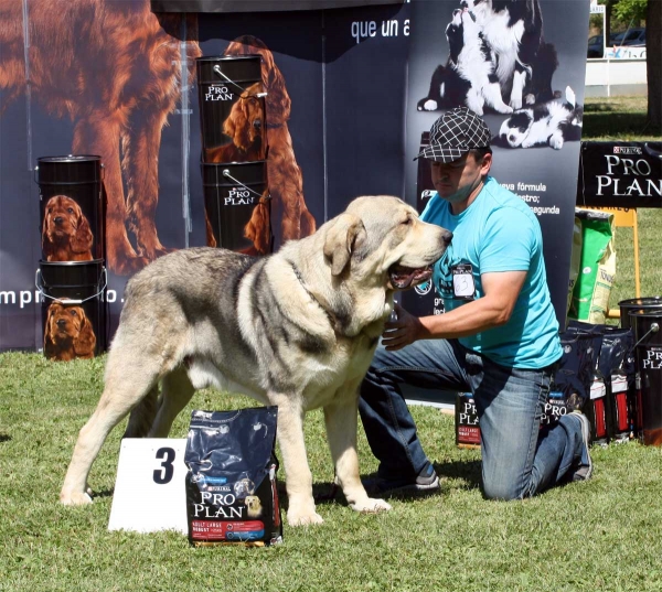 Molinero de Hazas de Cesto: EXC 3  - Young Class Males - Veguellina de Órbigo 23.07.2011
Keywords: 2011