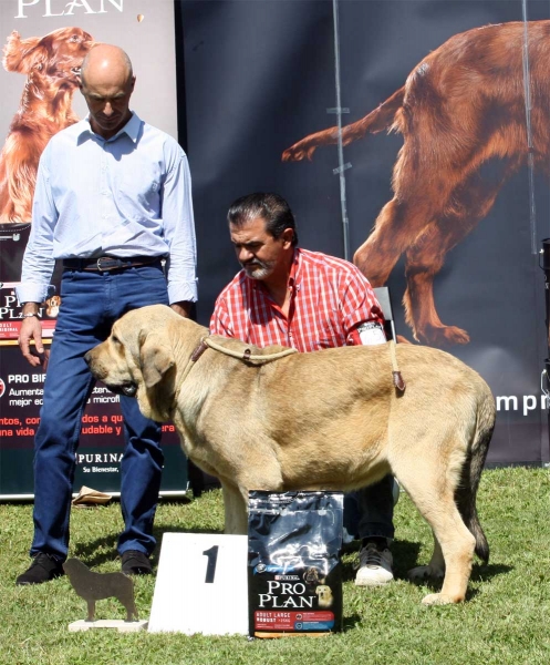 Bolivar de Galisancho: EXC 1 - Young Class Males - Veguellina de Órbigo 23.07.2011
Keywords: 2011 duelos