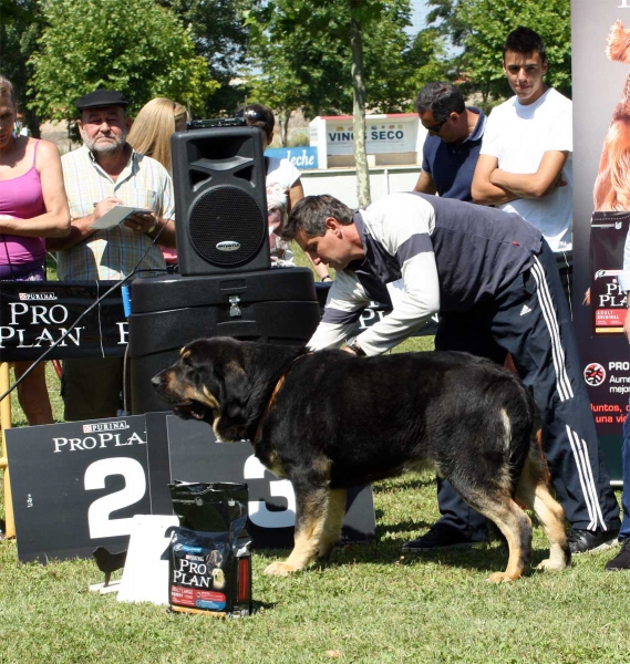 Perseo de Duelos y Quebrantos: EXC 2 - Ring Young Class Males - Veguellina de Órbigo 23.07.2011
Keywords: 2011