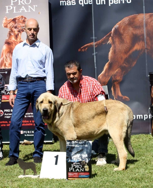 Bolivar de Galisancho: EXC 1 - Ring Young Class Males - Veguellina de Órbigo 23.07.2011
Keywords: 2011