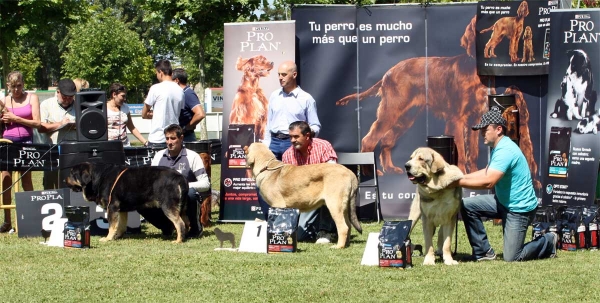 Perseo de Duelos y Quebrantes: EXC 2, Bolivar de Galisancho: EXC 1, Molinero de Hazas de Cesto: EXC 3 - Ring Young Class Males - Veguellina de Órbigo 23.07.2011
Keywords: 2011