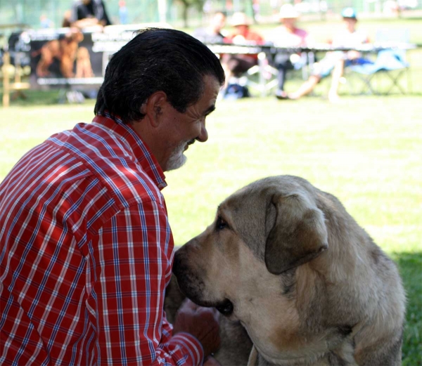 Bolivar de Galisancho: EXC 1 - Young Class Females - Veguellina de Órbigo 23.07.2011
Keywords: 2011 duelos