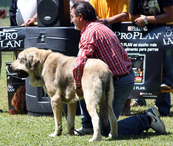 Bolivar de Galisancho: EXC 1 - Young Class Females - Veguellina de Órbigo 23.07.2011
Keywords: 2011 duelos