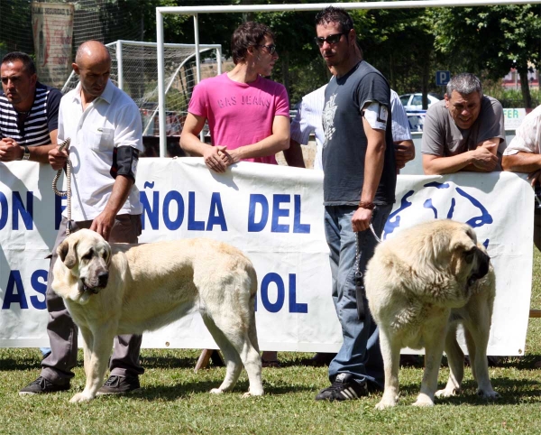 Young Class Females - Veguellina de Órbigo 23.07.2011
Keywords: 2011