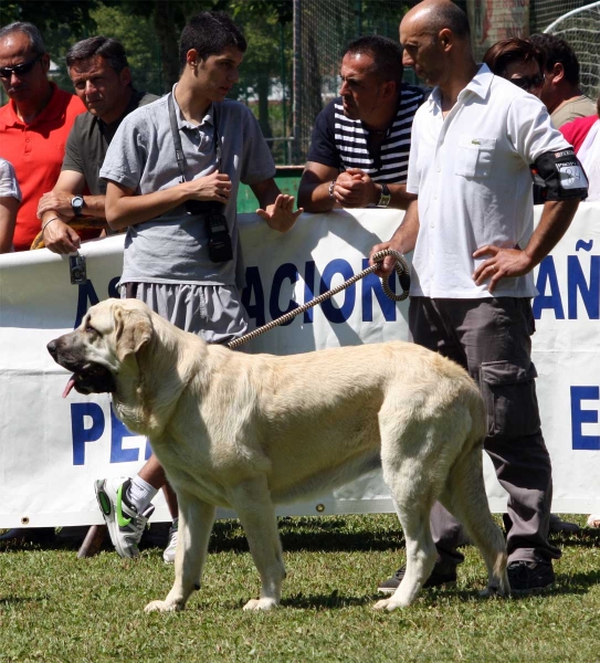 Young Class Females - Veguellina de Órbigo 23.07.2011
Keywords: 2011