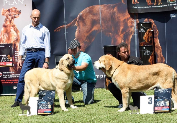 Bohemia de Hazas de Cesto: EXC 1, Asia do Chan do Cereixo: EXC 3 - Ring Young Class Females - Veguellina de Órbigo 23.07.2011
Keywords: 2011