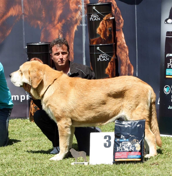 Asia do Chan do Cereixo: EXC 3 - Young Class Females - Veguellina de Órbigo 23.07.2011
Keywords: 2011