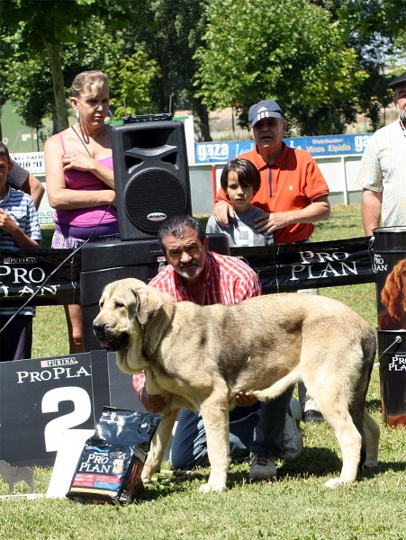 Bolivar de Galisancho: EXC 1 - Ring Best Young - Veguellina de Órbigo 23.07.2011
Keywords: 2011