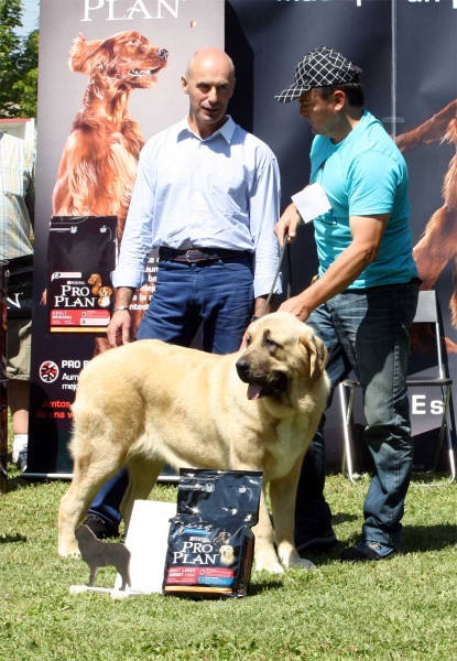 Bohemia de Hazas de Cesto: EXC 2 - Ring Young Class Females - Veguellina de Órbigo 23.07.2011
Keywords: 2011