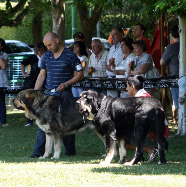 Intermediate Class Males - Veguellina de Órbigo 23.07.2011
Keywords: 2011