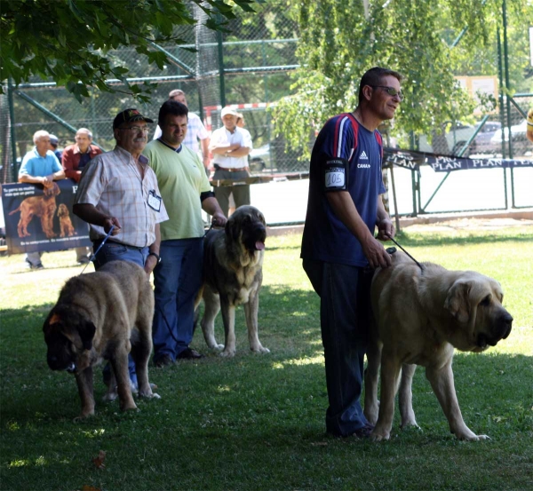 Intermediate Class Males - Veguellina de Órbigo 23.07.2011
Keywords: 2011