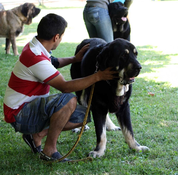 Kimbo: EXC 4 - Intermediate Class Males - Veguellina de Órbigo 23.07.2011
Keywords: 2011 canencia