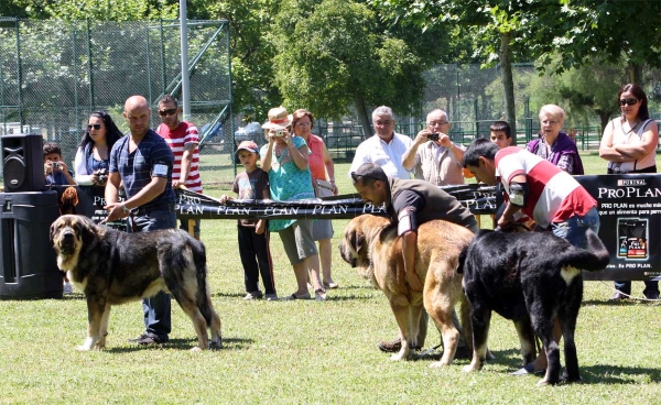 Intermediate Class Males - Veguellina de Órbigo 23.07.2011
Keywords: 2011