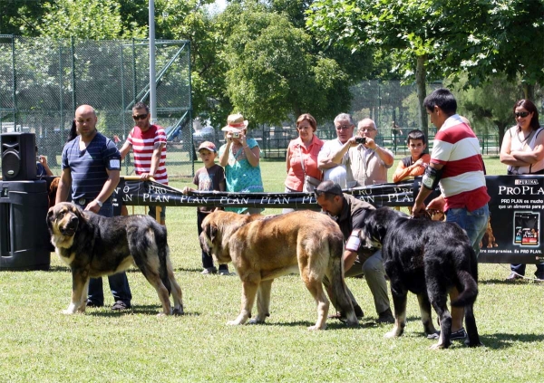 Intermediate Class Males - Veguellina de Órbigo 23.07.2011
Keywords: 2011