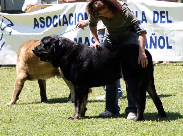 Coyak de Tierra de Órbigo: EXC 5 - Intermediate Class Males - Veguellina de Órbigo 23.07.2011
Keywords: 2011