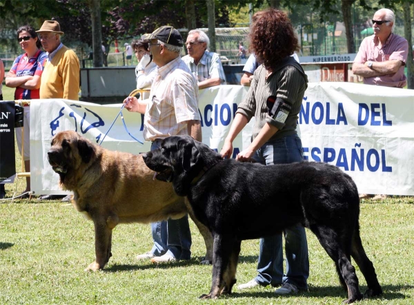 Intermediate Class Males - Veguellina de Órbigo 23.07.2011
Keywords: 2011