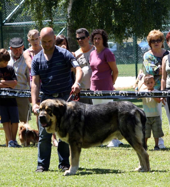 Tango de Filandón: EXC 1 - Intermediate Class Males - Veguellina de Órbigo 23.07.2011
Keywords: 2011 filandon