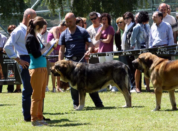 Intermediate Class Males - Veguellina de Órbigo 23.07.2011
Keywords: 2011