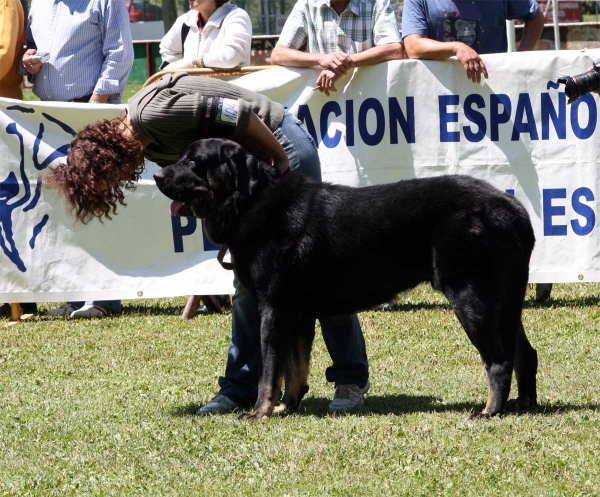 Coyak de Tierra de Órbigo: EXC 5 - Intermediate Class Males - Veguellina de Órbigo 23.07.2011
Keywords: 2011