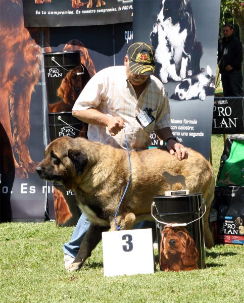 Galan de Autocan: EXC 3 - Intermediate Class Males - Veguellina de Órbigo 23.07.2011
Keywords: 2011 autocan