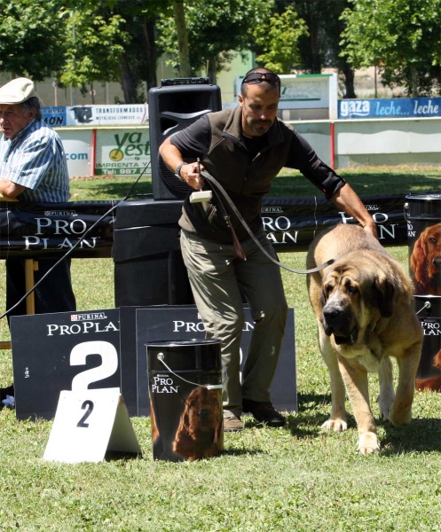 Alpino de Fonte Xunquera: EXC 2 - Intermediate Class Males - Veguellina de Órbigo 23.07.2011
Keywords: 2011