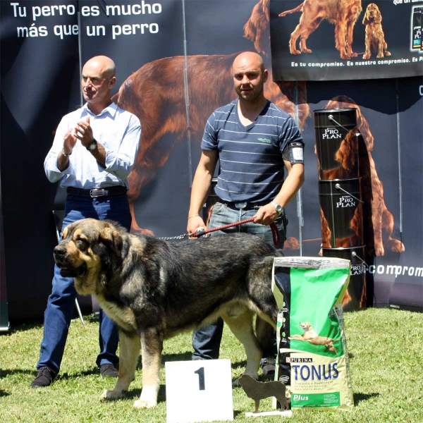 Tango de Filandón: EXC 1 - Intermediate Class Males - Veguellina de Órbigo 23.07.2011
Keywords: 2011 filandon