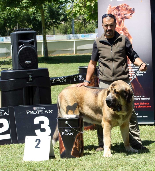 Alpino de Fonte Xunquera: EXC 2 - Intermediate Class Males - Veguellina de Órbigo 23.07.2011
Keywords: 2011