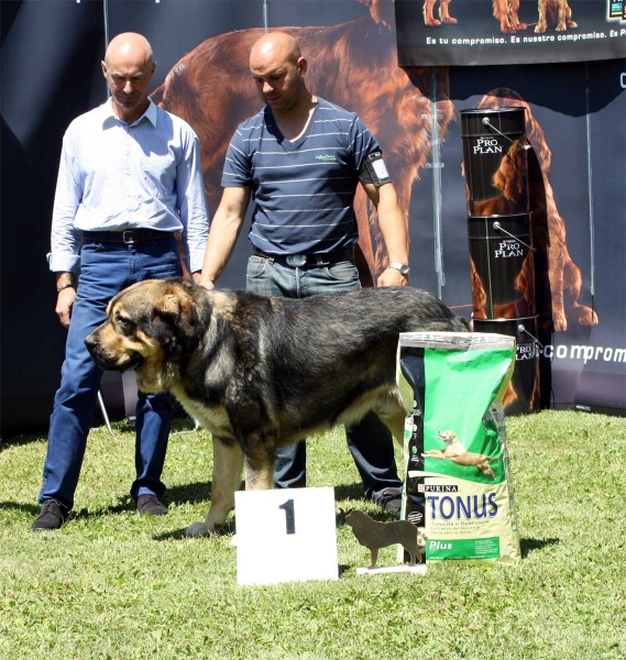 Tango de Filandón: EXC 1 - Intermediate Class Males - Veguellina de Órbigo 23.07.2011
Keywords: 2011 filandon