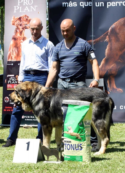 Tango de Filandón: EXC 1 - Intermediate Class Males - Veguellina de Órbigo 23.07.2011
Keywords: 2011 filandon